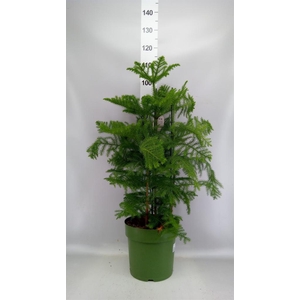 Araucaria heterophylla