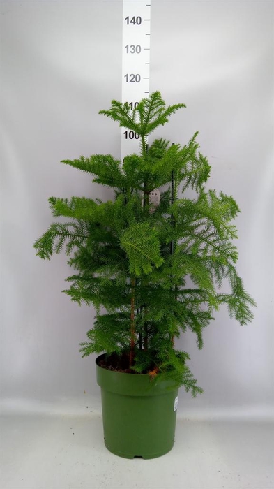 <h4>Araucaria heterophylla</h4>