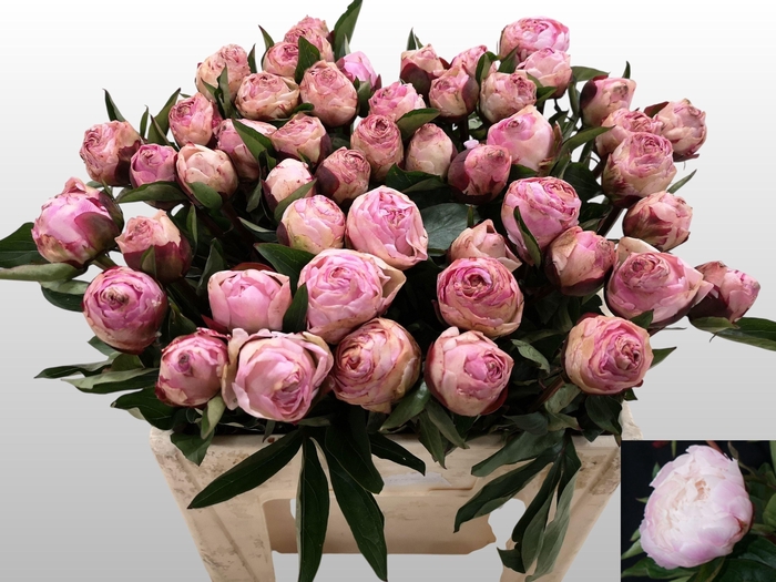 <h4>PAEO L GARDENIA</h4>