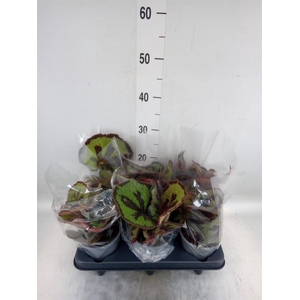 Begonia BD masoniana