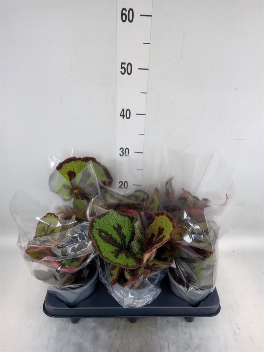 <h4>Begonia BD masoniana</h4>