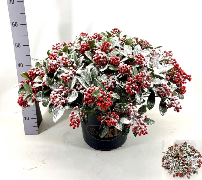 <h4>SKIM J SENSATION</h4>