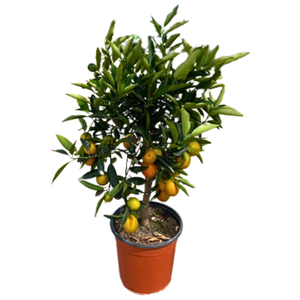 Citrus hystrix