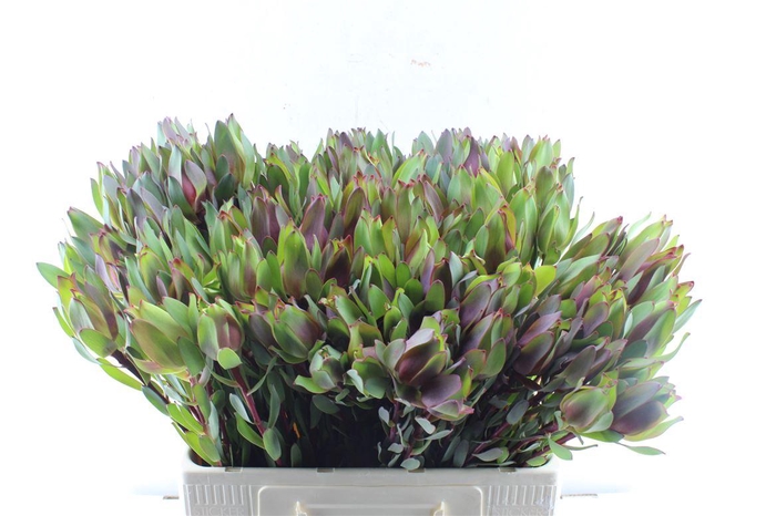 <h4>Leucad Senorita</h4>