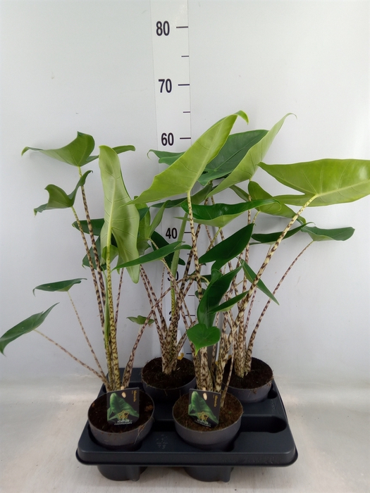 <h4>Alocasia zebrina</h4>