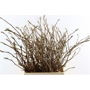 Magnolia Grandiflora 60cm P Stem