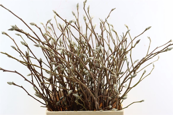 <h4>Magnolia Grandiflora 60cm P Stem</h4>