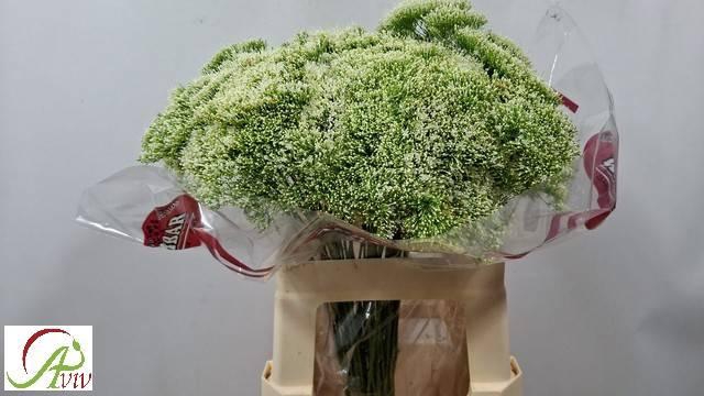 <h4>TRACH LAKE POWELL</h4>