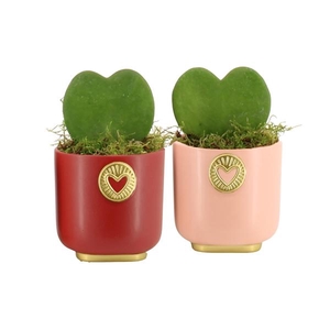 Arrangementen kamerplanten 6%
