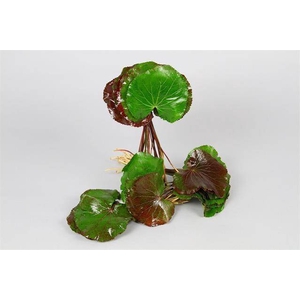 Leaf galax urceolata per bunch (incl roots)