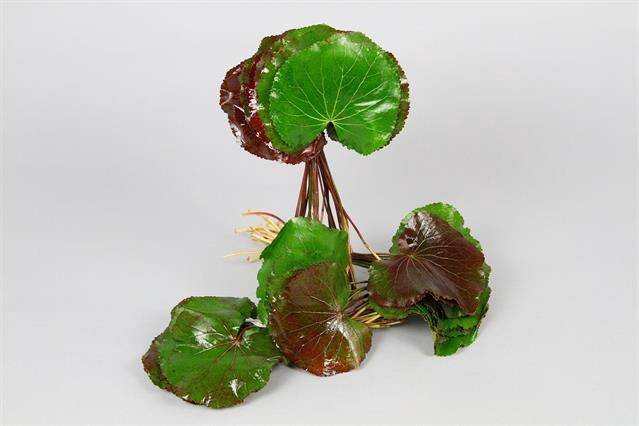 <h4>Leaf galax urceolata XL (incl roots)</h4>