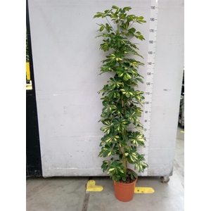 Schefflera arbor. 'Gold Capella'