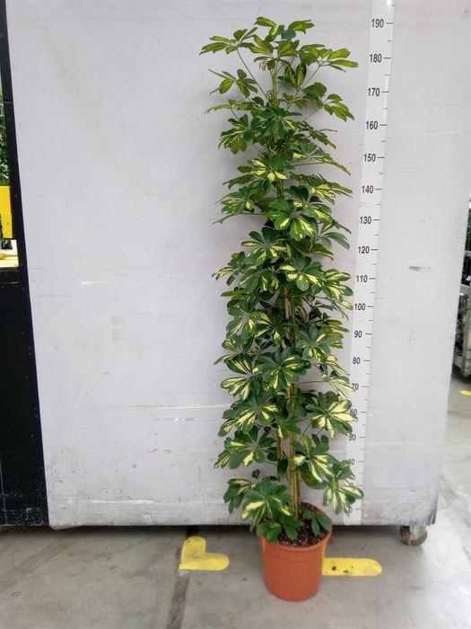 <h4>Schefflera arbor. 'Gold Capella'</h4>