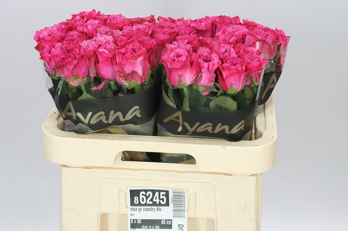 <h4>Rosa Gr Country Blues</h4>