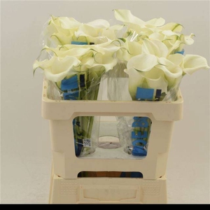 Zantedeschia captain ventura