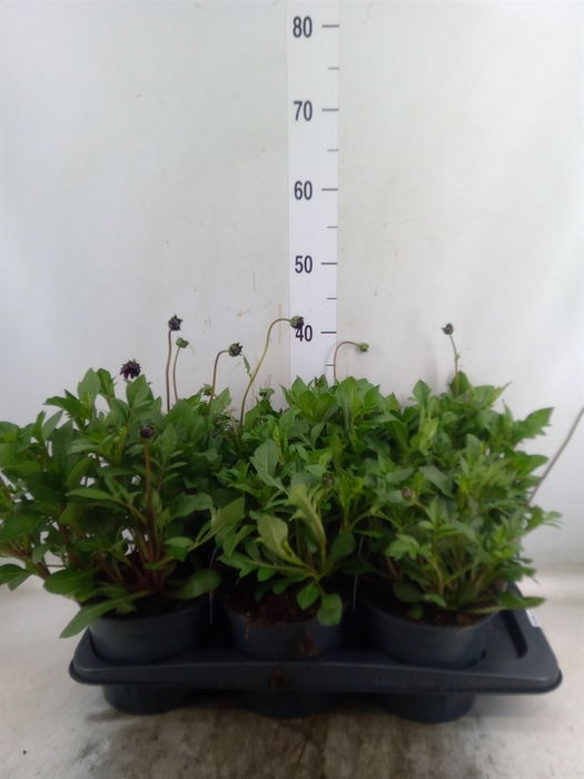 <h4>Cosmos atrosang. 'Cherry Chocolate'</h4>