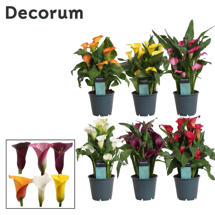 <h4>Zantedeschia (Calla) Mix (Decorum)</h4>