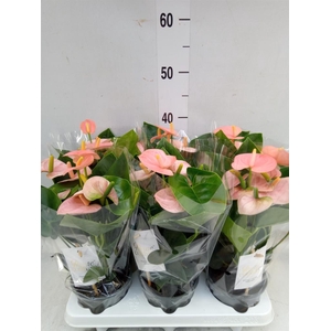 Anthurium andr. 'Spirit'