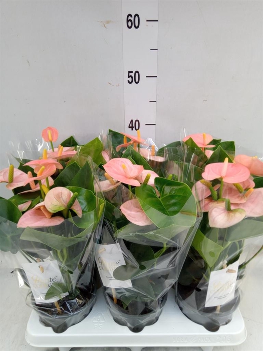 <h4>Anthurium andr. 'Spirit'</h4>