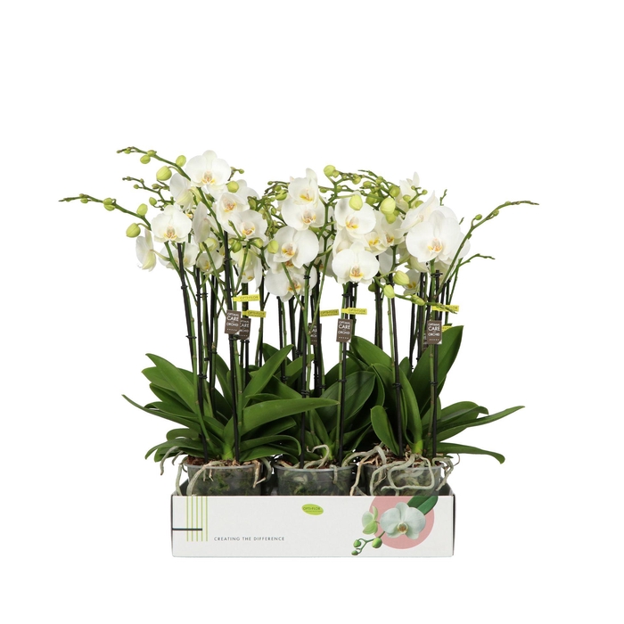 <h4>PHAL OPTI MIDI ICEBERG 4 SPIKE</h4>