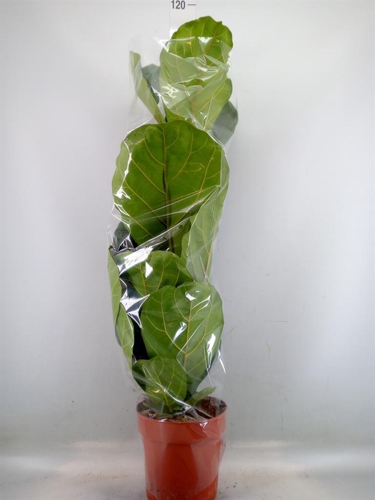 <h4>Ficus lyrata</h4>