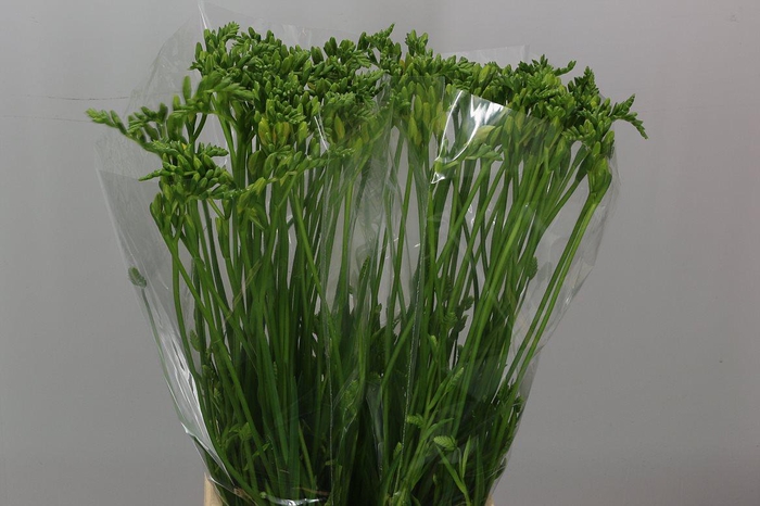 <h4>Fr En Dukaat Yellow</h4>