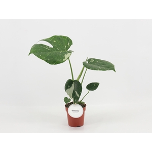 Monstera Thai Constellation B - Grade