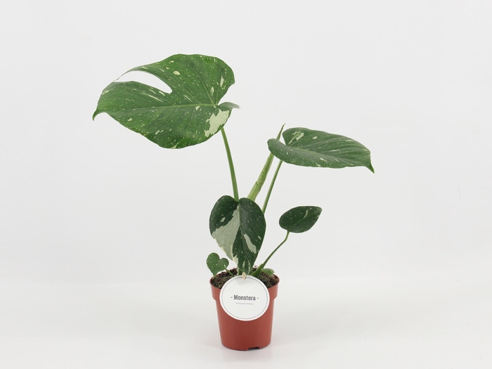 <h4>Monstera Thai Constellation B - Grade</h4>