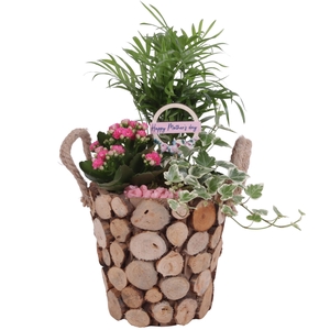 Mothersday Arr. Indoor Wooden Pot Round Tree Chucks Ø20cm 3PP