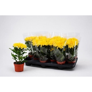 CHRYS SUPNOVA YELLOW