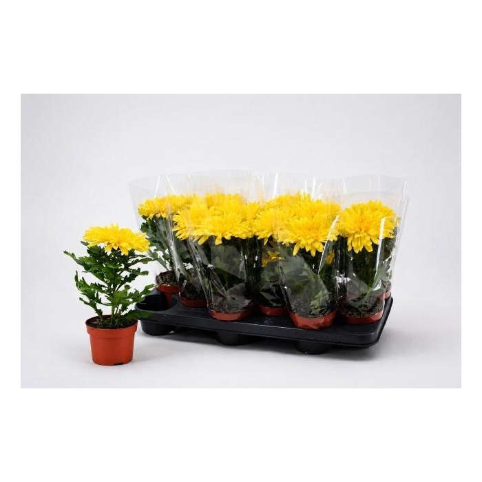 <h4>CHRYS SUPNOVA YELLOW</h4>
