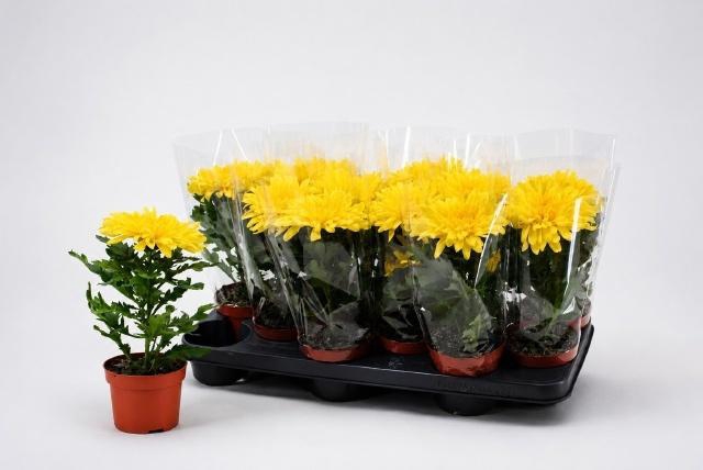 CHRYS SUPNOVA YELLOW