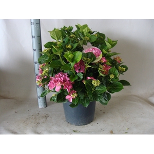Hydrangea mac.   ...