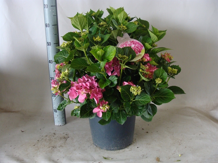 <h4>Hydrangea mac.   ...</h4>