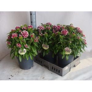 Dianthus   ...