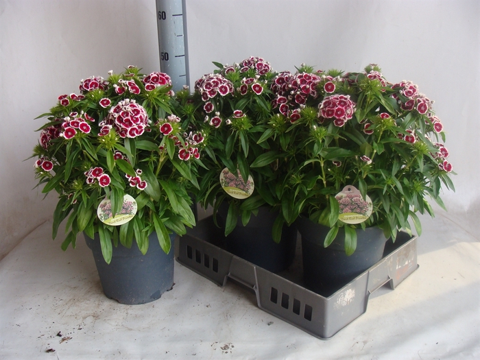 <h4>Dianthus   ...</h4>