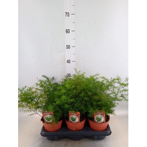 Asparagus dens. 'Cwebe'