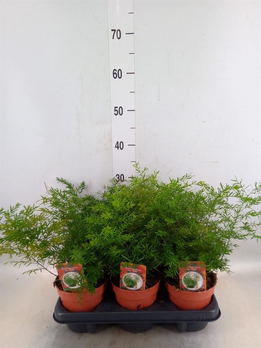 <h4>Asparagus dens. 'Cwebe'</h4>