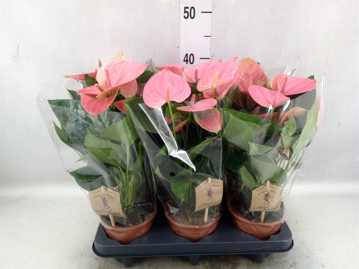 <h4>Anthurium andr. 'Sweet Dream'</h4>