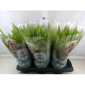 Nephrolepis exal. 'Green Lady'
