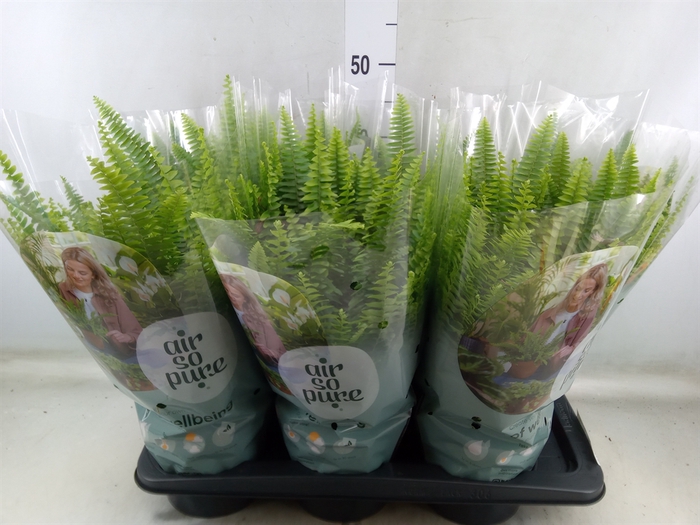 <h4>Nephrolepis exal. 'Green Lady'</h4>