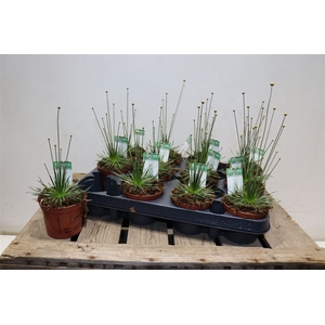 Syngonanthus Mikado