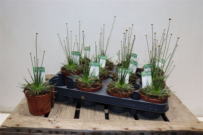 <h4>Syngonanthus Mikado</h4>