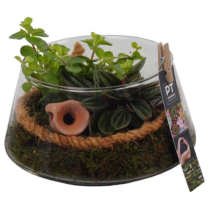 <h4>PTGIG2139 Arrangement Greens in glass in glasschaal</h4>