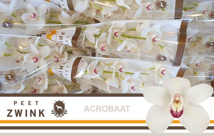 <h4>CYMB T ACROBAAT</h4>