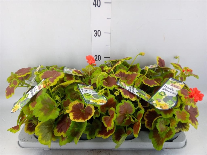 <h4>Pelargonium zona.   ...mix</h4>