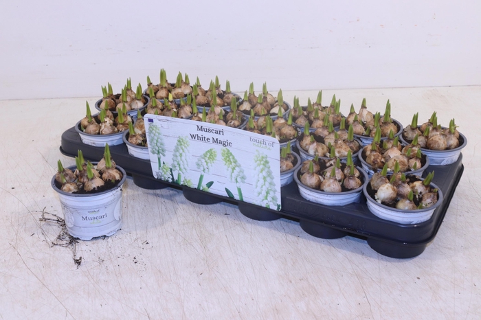 <h4>MUSCAR WHITE MAGIC</h4>