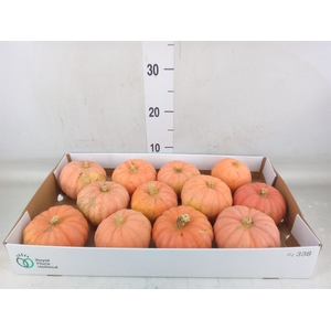 Cucurbita   ...