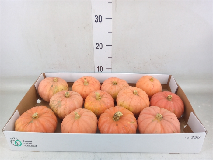 <h4>Cucurbita   ...</h4>