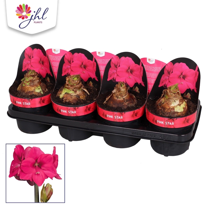 <h4>Amaryllis Pink Star</h4>